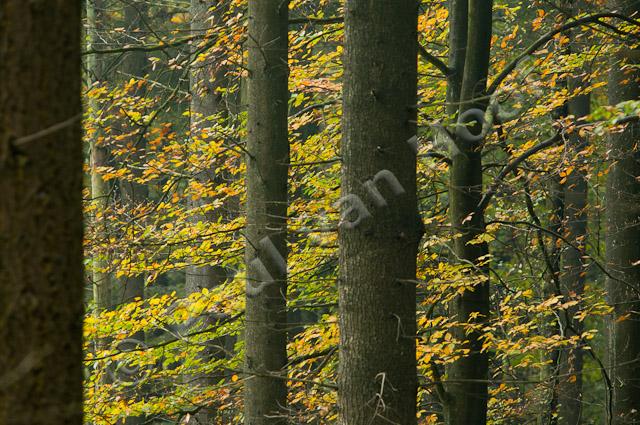 Herfstbos PVH3-09656