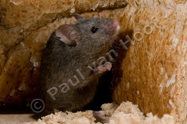 Huismuis brood PVH3-02167