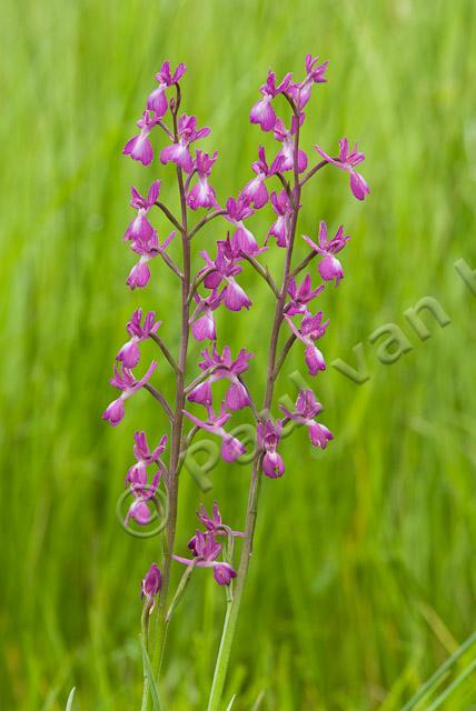 IJle moerasorchis PVH2-0485