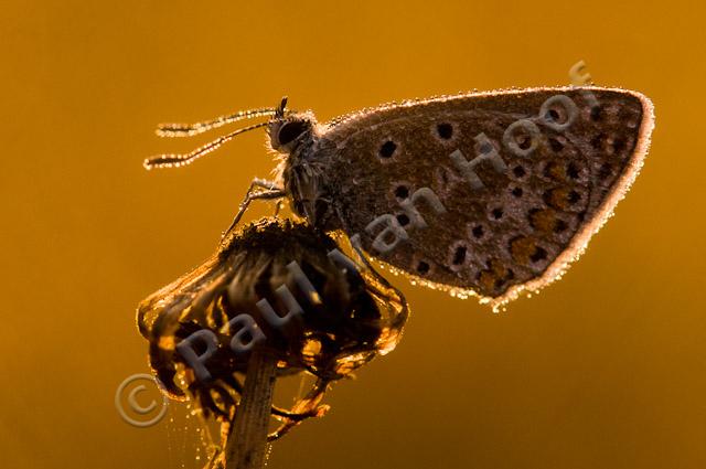 Icarusblauwtje in tegenlicht PvH3-23744