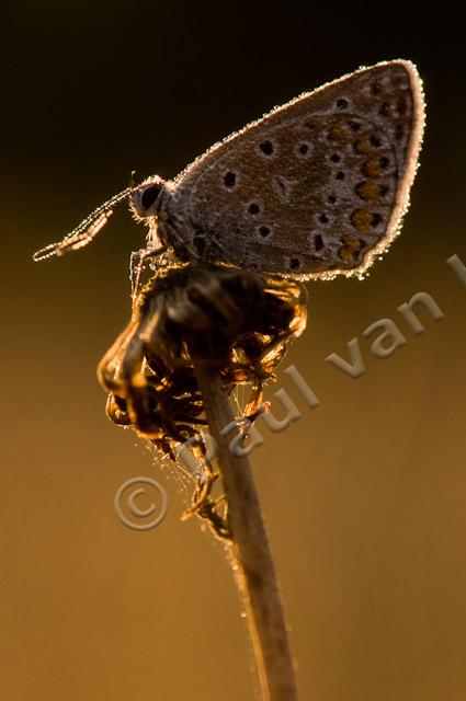 Icarusblauwtje in tegenlicht PvH3-23757