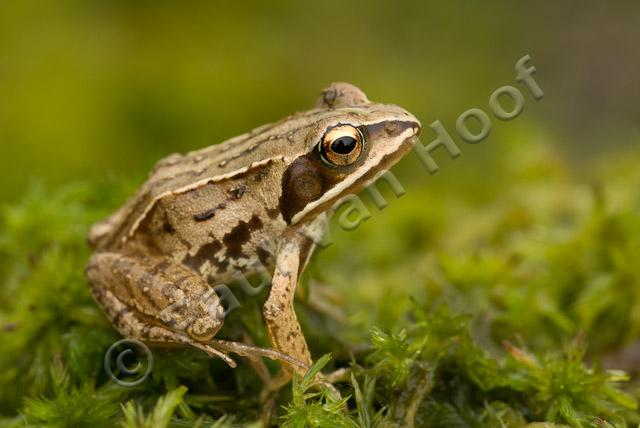 Juveniele heikikker PVH2-2163