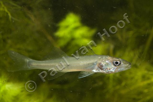 Juveniele snoekbaars PVH2-2841