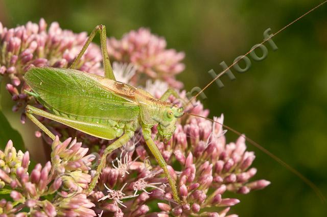 Kleine groene sabelspinkhaan PVH3-19972