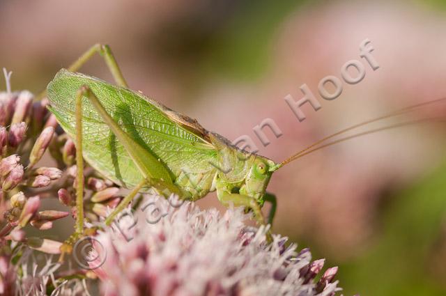 Kleine groene sabelspinkhaan PVH3-19984