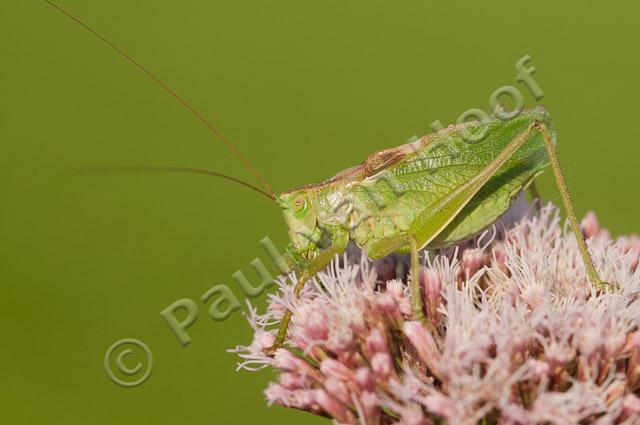 Kleine groene sabelspinkhaan PVH3-20021