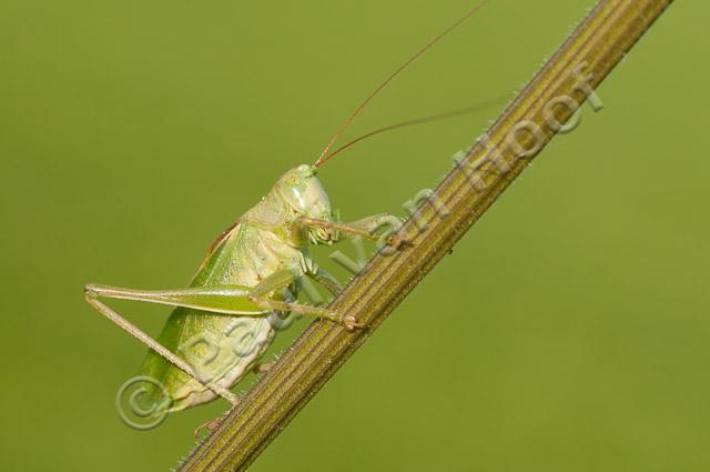 Kleine groene sabelspinkhaan PVH3-20090