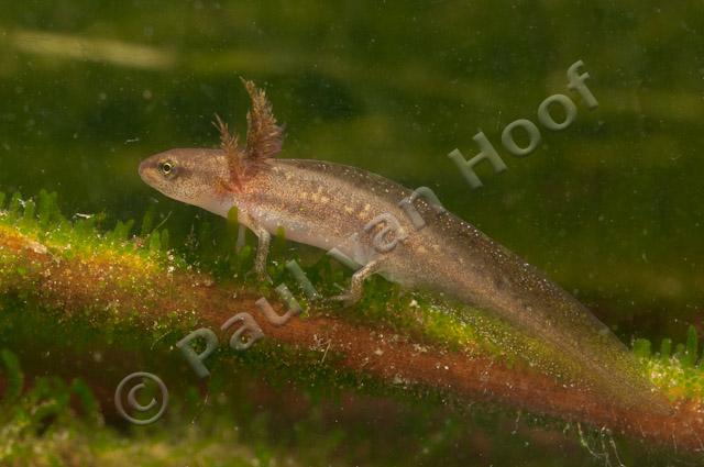 Kleine watersalamander larve PVH3-19417