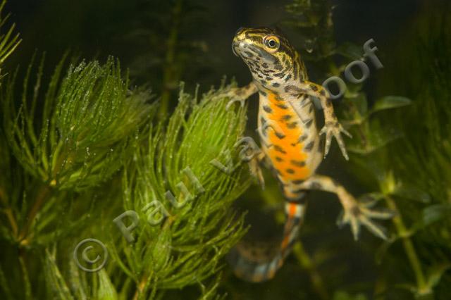 Kleine watersalamander mannetje PVH70b-3646