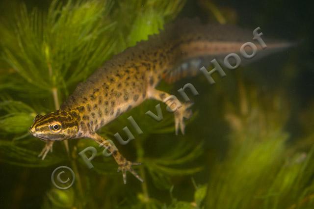 Kleine watersalamander mannetje PVH70b-3670