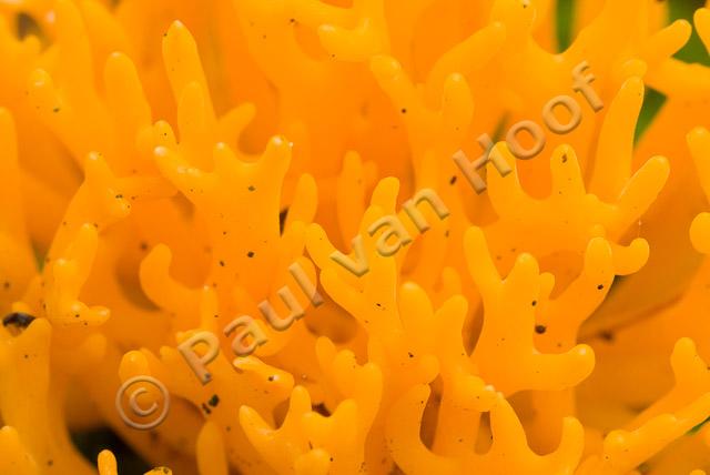 Kleverig koraalzwammetje PVH2-6940