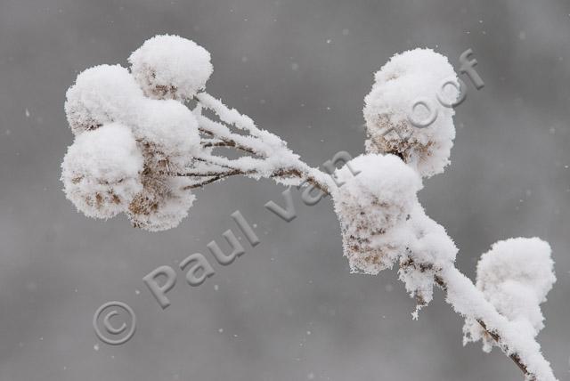 Klitten in sneeuw PVH2-21475