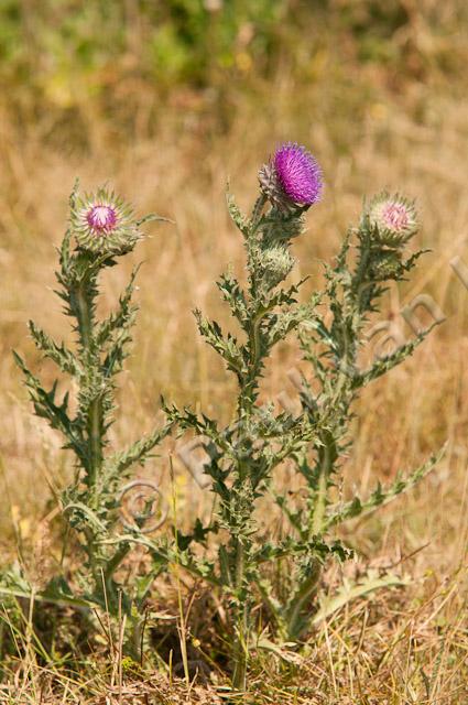 Knikkende distel PVH3-38618