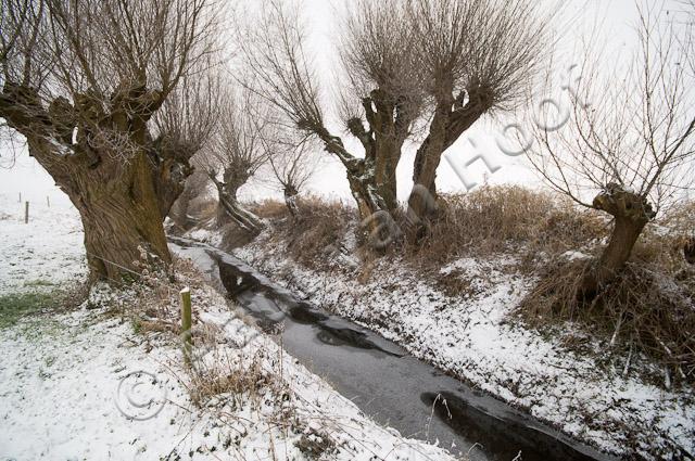 Knotwilgen in winter PVH3-16585