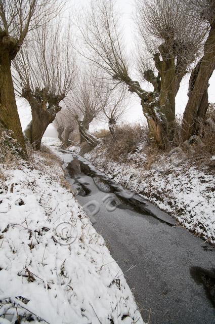 Knotwilgen in winter PVH3-16592