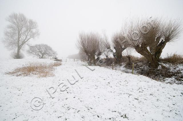 Knotwilgen in winter PVH3-16594