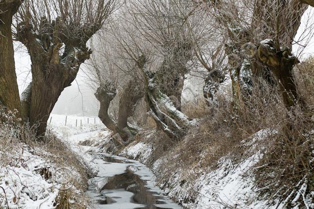 Knotwilgen in winter PVH3-16599