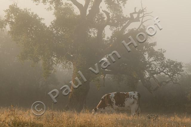Koe in mist PvH3-22738