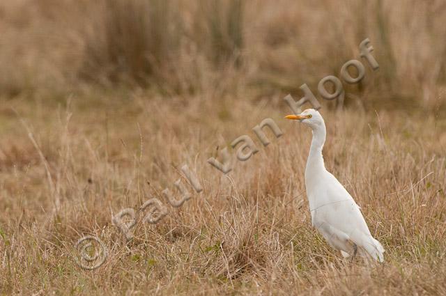 Koereiger PVH3-42470