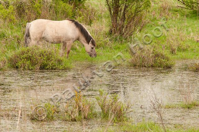 Konik bij water PVH3-17854