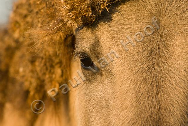 Konik close-up PVH2-20331