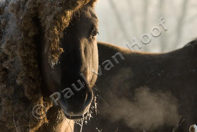 Konik in winter PVH2-21848