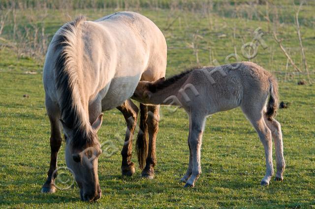 Konik met veulen PVH3-00402