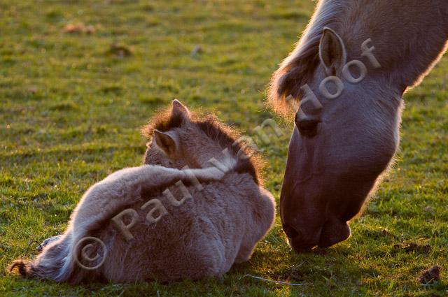 Konik met veulen PVH3-00441