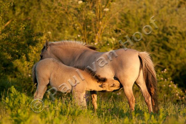 Konik met veulen PVH3-18335