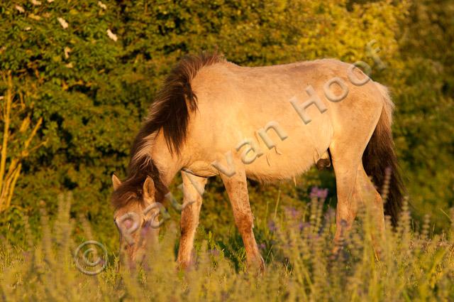 Konik PVH3-18337