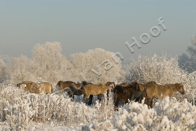 Koniks in winter PVH2-21819