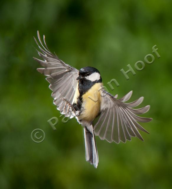 Koolmees; Great tit; Parus major PVH7-03647