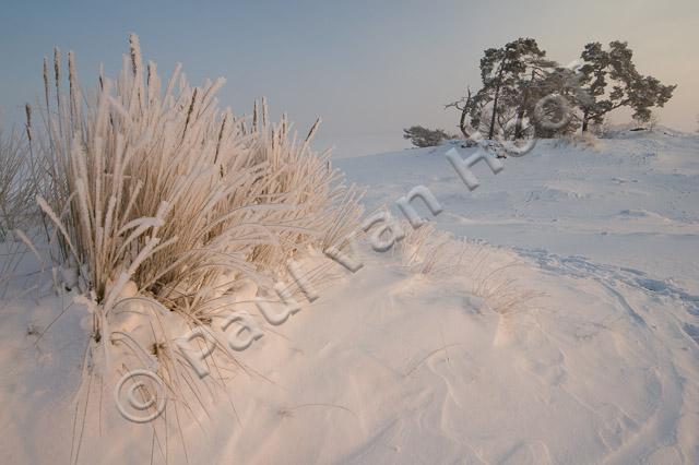 Kootwijkerzand in winter PVH70a-0346