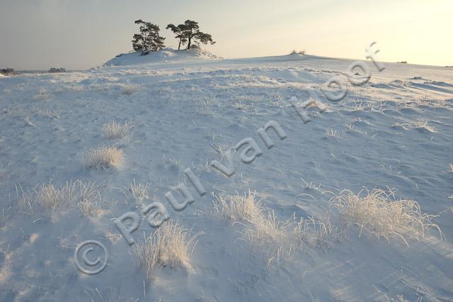 Kootwijkerzand in winter PVH70a-0360