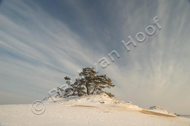 Kootwijkerzand in winter PVH70a-0373