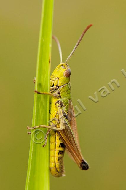 Krasser mannetje PVH3-21771