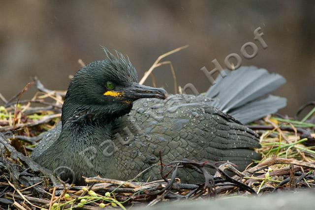 Kuifaalscholver op nest PVH3-02903