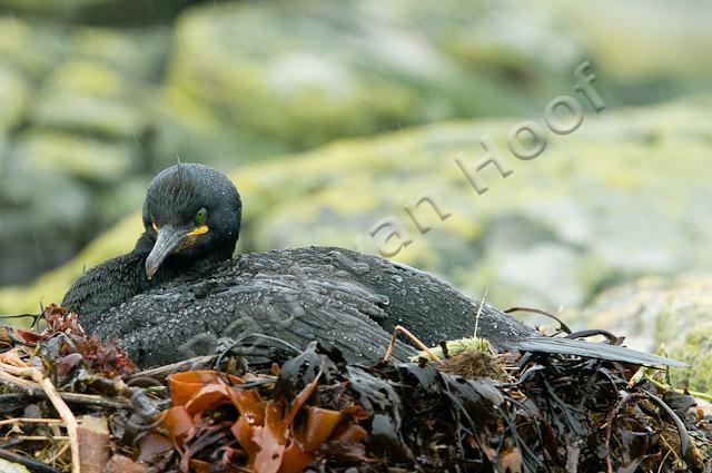 Kuifaalscholver op nest PVH3-02957