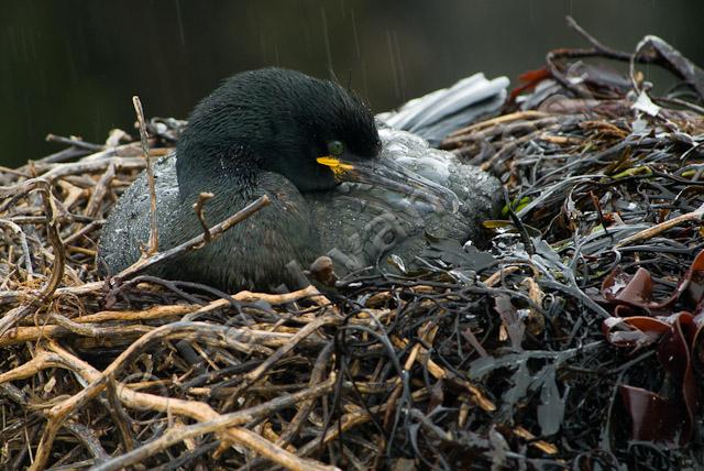 Kuifaalscholver op nest PVH3-03139