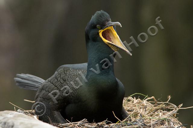 Kuifaalscholver op nest PVH3-04020