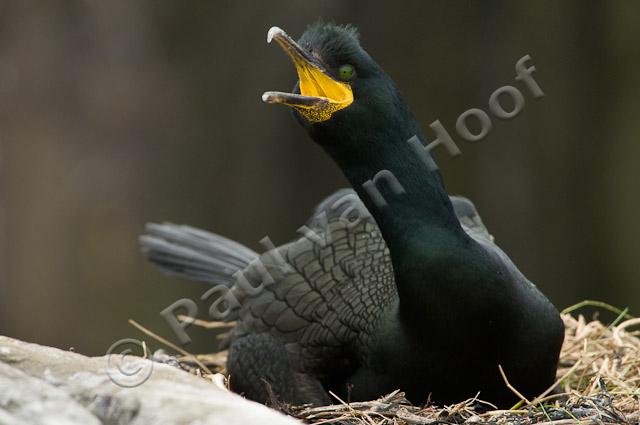 Kuifaalscholver op nest PVH3-04026