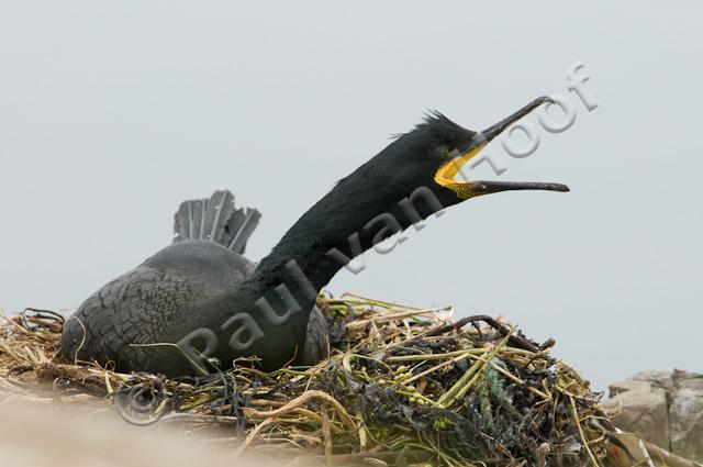 Kuifaalscholver op nest PVH3-04191