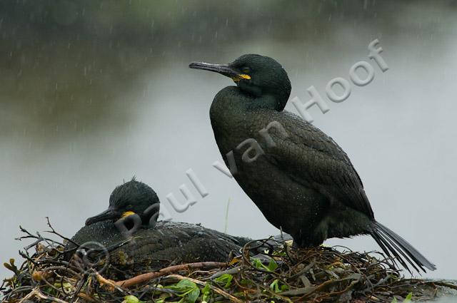 Kuifaalscholvers op nest PVH3-02984