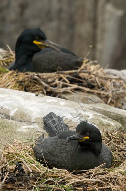 Kuifaalscholvers op nest PVH3-04066