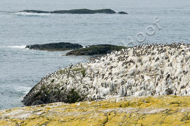 Kust met zeekoeten PVH3-02555