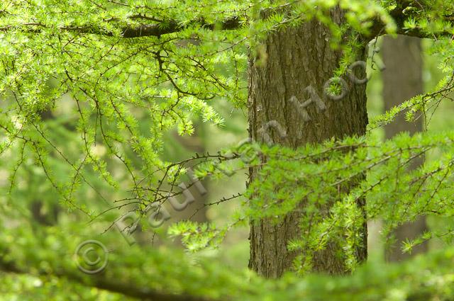 Lariksbos in voorjaar PVH3-01317