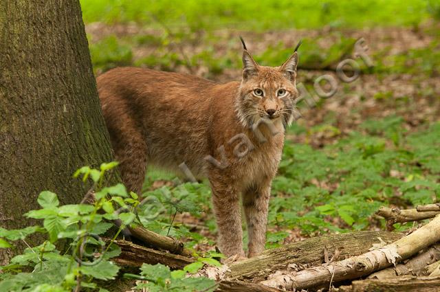 Lynx PVH3-19006