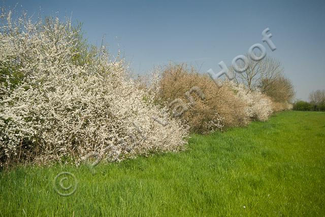 Maasheggen in lente PVH2-11037