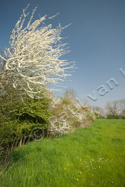 Maasheggen in lente PVH2-11043