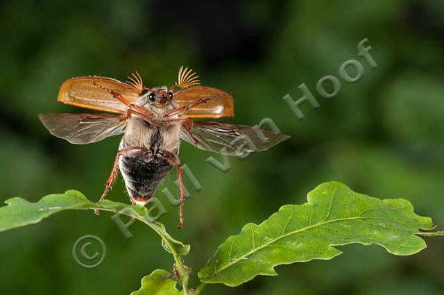 Meikever; Common cockchafer, Melolontha melolontha PVH3-54831